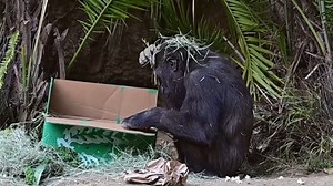 Santa Paws came through the Zoo! 🎅 Watch our animals joyfully open their holiday enrichment. 🐾🎁 Which reaction is your favorite? The L.A. Zoo and L.A. Zoo Lights: Animals Aglow are closed today in observance of Christmas, and will reopen tomorrow, 12/26. Happy Holidays from our Zoo family to you. ✨ | Los Angeles Zoo
