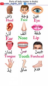 Learn parts of body names in Arabic and English -80 #arabiclanguage #learnenglish #تعلم_الإنجليزية #learnarabic | MD Atik
