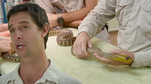 Los cuidadores modernizaron el área donde reunirán a los dragones de Komodo para el programa de reproducción. Mientras tanto, Terri descubre que la serpiente tiene un hoyo en su cuello y será operada 🐍🦎🤿 #LosIrwin | Animal Planet Latinoamérica