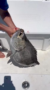 Tripletail action with @fishintimidator  Visit LouisianaCharterFishing.com to book a trip with any of the 300+ members of the Louisiana Charter Boat Association. #findyourcharter #gofishing #offshorefishing #fishing #lcba #louisianacharterboatassociation #tripletailfishing | Louisiana Charter Fishing | Facebook