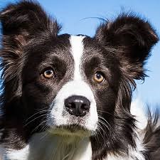 Reprodução do Border Collie: Filhotes e Período de Gestação | Mundo Ecologia
