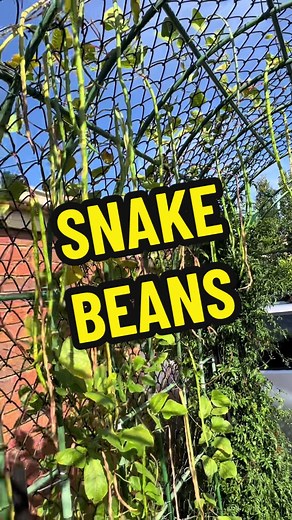 Growing Snake Beans: A Summer Garden Experiment