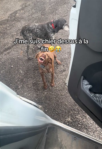 Chiens drôles et situations embarrassantes