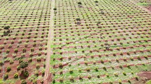 Smart agriculture technology- Aerial drone view of avocado farm in Kenya.