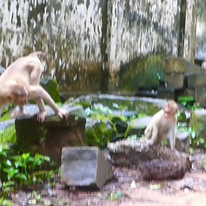 The best baby Rainbow chasing beat monkey Loy alone cus she can't control her augment with Loy anymore.. | Monkey Torres