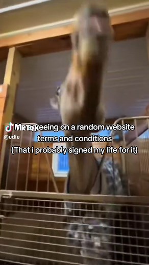 Understanding Website Terms and Conditions Explained