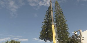 Honolulu City Lights holiday tree harvested in Kahala