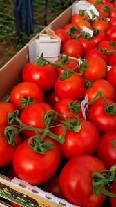 137K views · 3.4K reactions | Tomato  #greenhouse #garden #reels #farming #satisfying #food #agriculture #tomato #vegetables | JUMOH Han | Facebook