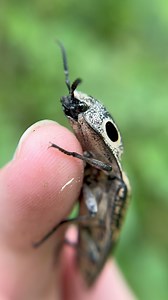 To click or not to click, that is the question. The eyed click beetles are some of the coolest beetles to encounter in the spring and early summer here in the US. With a handful of species spanning just about the entire eastern 2/3rds of the country you’ve got a pretty good chance of encountering these lovely beetles! Don’t let their cute appearance fool you though, these beetles have a nasty secret! As they grow as larvae they actually prey on OTHER beetle larvae! That’s right! They live in fal