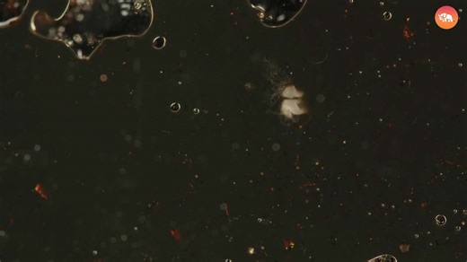 These Animals Can Survive in Space