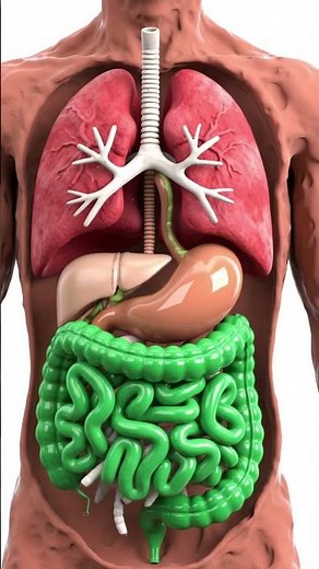 Human Digestive System in Clay 3D | Parasites, Lungs & Stomach Animation Explained