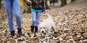 Week 12 Onwards Puppy Development - What To Expect | ThePetJourney.com