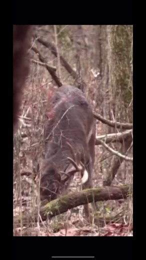 LaidbackRedneck on TikTok