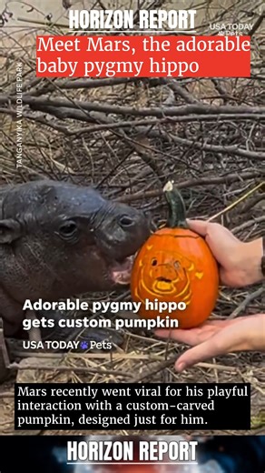 Meet Mars, the adorable baby pygmy hippo at Tanganyika Wildlife Park in Goddard, Kansas, who’s stealing hearts with his Halloween fun! Born on June 26, 2025, Mars recently went viral for his playful interaction with a custom-carved pumpkin, designed just for him. This seasonal enrichment toy not only keeps him mentally and physically active but also highlights the importance of conservation for this endangered species. With fewer than 2,500 pygmy hippos left in the wild, every moment of joy for 