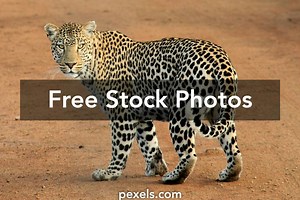 The most Impressive Leopard Photos