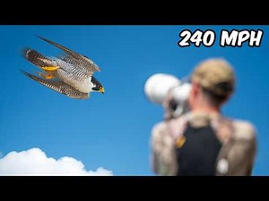 I Photographed the World’s Fastest Bird