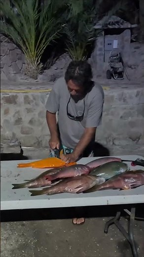 Have you ever seen the Golden Grouper?