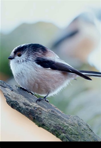 Bird Photography Moments with Sony A7IV