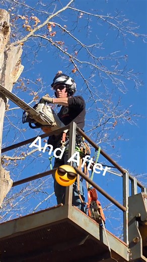 Taking down a hazardous tree with ease! Austin Neely #tree #hazard #satisfying #logger #danger | Logger Mack
