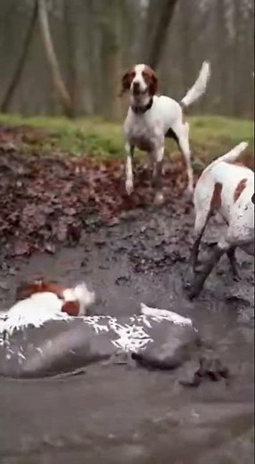 Brittany Spaniels: Muddy Puddle Chaos