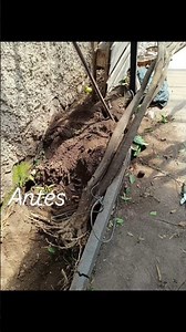 Cómo transplantar un limón 🍋 con técnicas manuales #jardin #transplante#arbol#limon #plantas #shorts