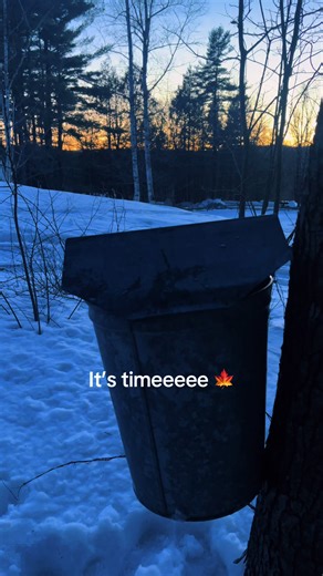 My favorite time of year. Sun setting over sap dripping into buckets. Soon enough maple syrup 🍁🍁🍁