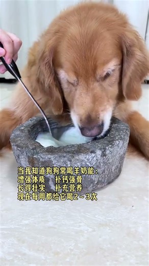 It turns out that there are so many benefits to dogs drinking goat's milk. No wonder they 🎊 P258