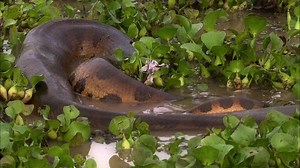 Caura River (Trinidad and Tobago) - Alchetron, the free social encyclopedia