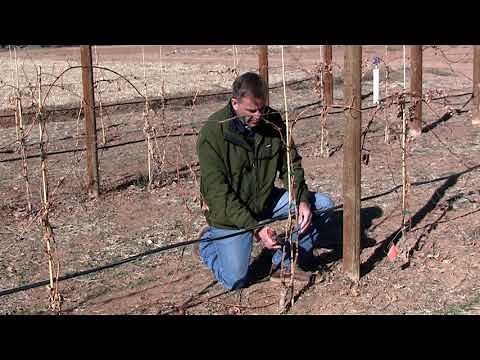 Pruning Grapevine after First Year