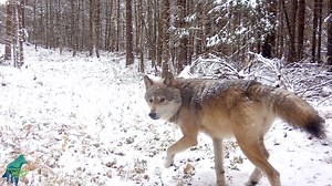 301K views · 20K reactions | Vignettes from a remote Northwoods...