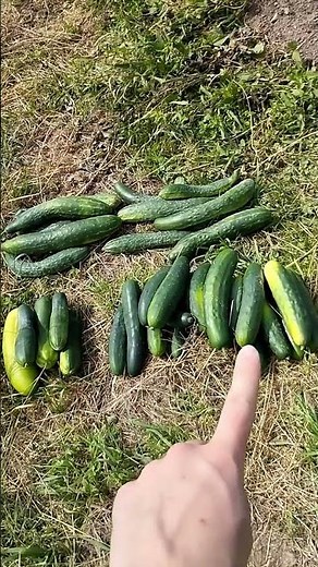 🥒🥒 Gurken ESKALATION im Garten 🌱 Mehr Salatgurken als ich essen kann 🥒 #gurken #garten #gemüse