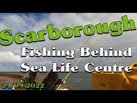 Sea Fishing UK Beach East Coast | Scarborough Sea Life | Learn To Fish UK