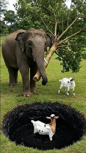 Unbelievable Rescue 😢 Elephant Saves Goat Trapped in Deep Pit