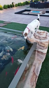 Brettsviptour.com Come visit the fish catching dog Roxy | Brett Raymer Tanked