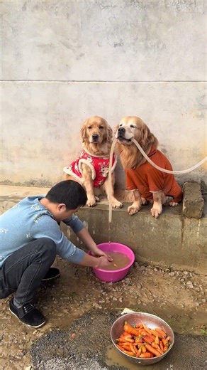 7爸说晚上给77加鸡腿，77就心甘情愿给他干活，叫它去玩都不去了，主要是7爸干活很慢。这几个胡萝卜7爸整整板板洗了20多分钟。这么长时间我怎么诱惑77叫它去玩都不理我，一个狗狗怎么会那么固执？