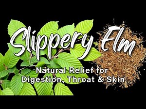 Slippery Elm Benefits & Uses: Natural Relief for Digestion, Throat & Skin
