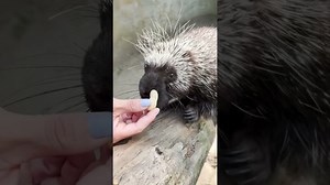 Meet a North American porcupine exploring trees in its home