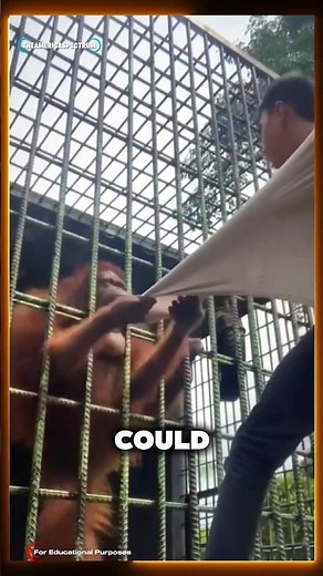 The Orangutan Refused to Let Him Go 🦧😳