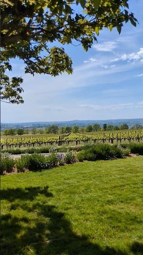 RV to a Classy Vineyard! Washington State! Great wineries near Benton City ! #wine ‪@somedayistodayrv‬