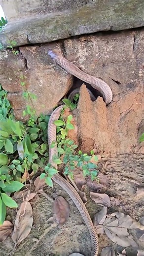 Rare Footage of a Snake Emerging from Its Burrow #shorts #ytshorts #snacks #wildlife #viralshorts