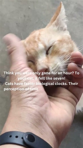 How long does 1 hour feel to a cat?