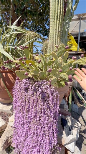 Jupiter's beard, a cascade of pink flowers #plants #garden #flower #nature #plants #gardening