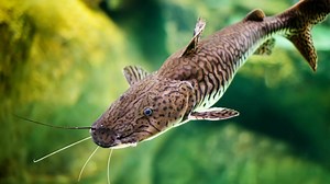 Predator Fish For 75 Gallon Tank - Aquariumia