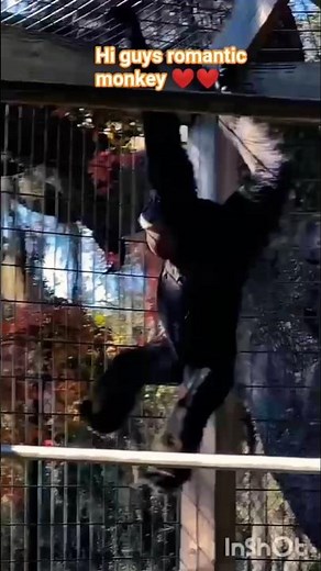 #block short# video monkey ka# #romantic#😄😄😄