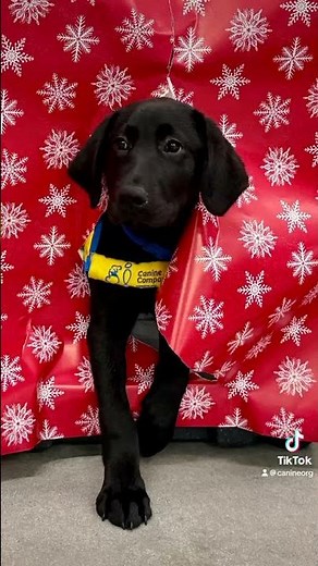 Adorable dogs try wrapping paper photoshoot | Canine Companions #puppy #servicedog #shorts