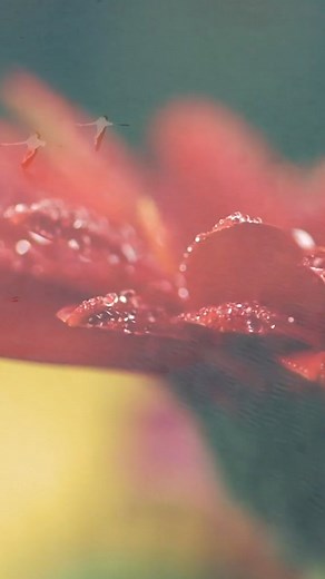 A beautiful relaxing instrumental music playlist on Tidal | Tim Janis