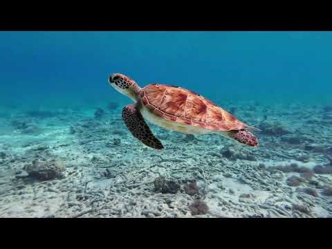 Ocean video of coral reef, turtles, fish & more. 8 hours on loop with spa music. For home or office.