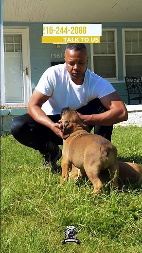 Raising Future Boerboel Giants