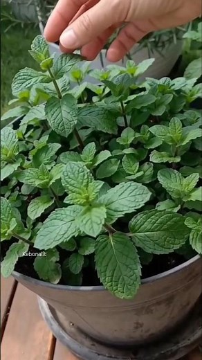 The Ultimate "No-Fail" Guide to Planting Mint! 🌿