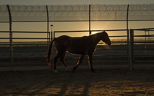 Florence prisoners rehabilitate by training wild horses | Cronkite News